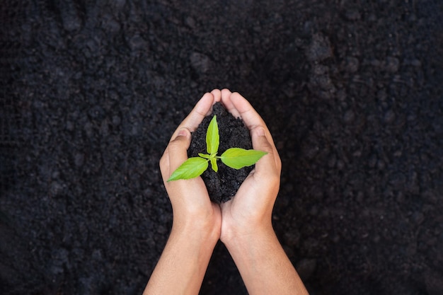 Earth day concept hand holding young tree for planting