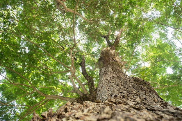 Earth Day concept with tropical forest background natural sence with canopy tree