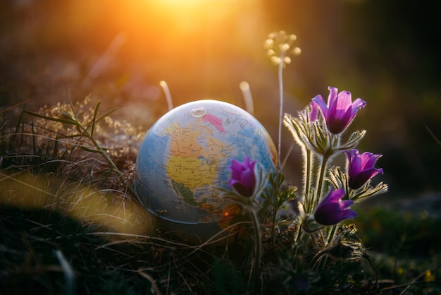 Earth globe in the grass next to a beautiful purple flowers close up. Awakening of the planet and the first spring flowers.