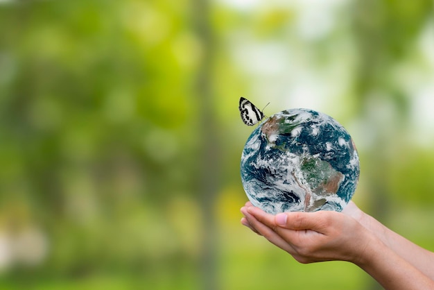 Earth globe in human hand with butterfly flying on green forest background Saving environment save clean planet ecology concept Elements of this image furnished by NASA