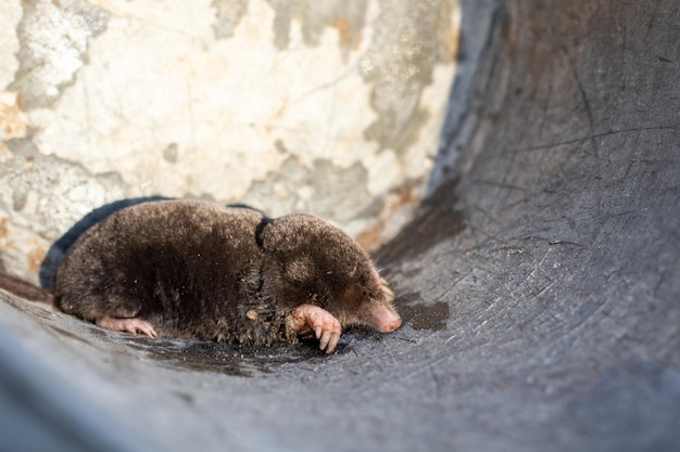 Earth mole an animal pest caught in a bucket Pest control in the garden