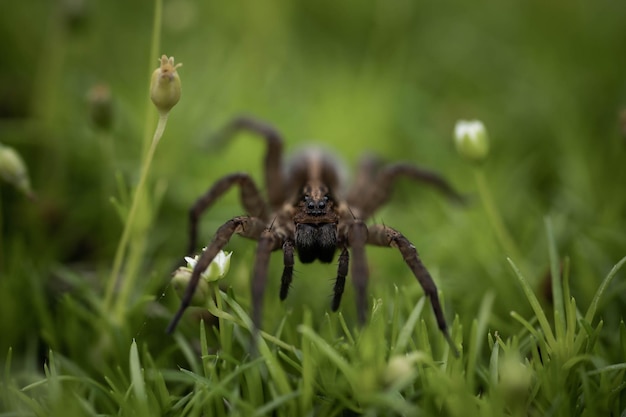 Earth spider on lush green moss incredible wildlife