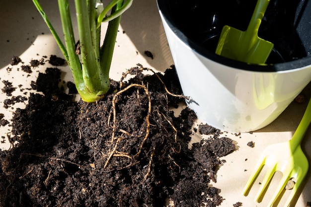 An earthen lump of a potted plant with healthy roots Transplanting and caring for a home plant rhizome root rot