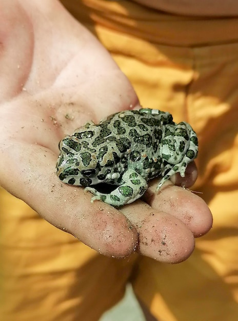 An earthen toad on a child39s hand human hand in a glove holds an earthen toad