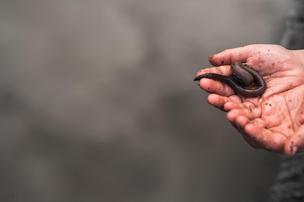 Earthworm in child's hands after rain