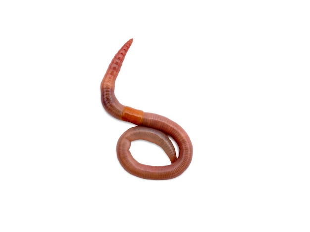 Earthworm closeup isolated white background Worm for fishing live bait earthworm Dendrobaena Veneta