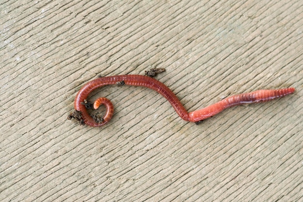 Earthworm for fishing in the soil on the old wooden background