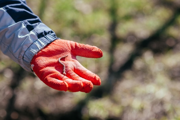 An earthworm lies on a glove in the palm of a farmer who worked in the garden