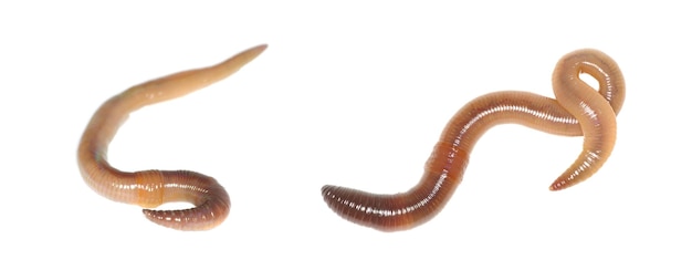 Earthworm on white background