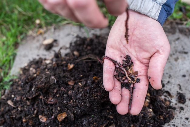 Earthworms for catching fish lie in the hand of a fisherman