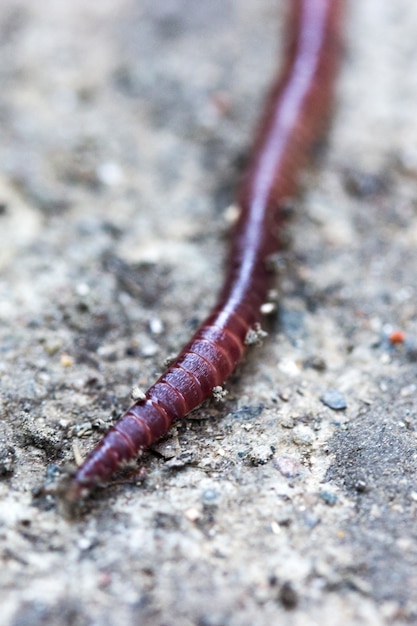 Earthworms on grey concrete Macro vertical photo Garden compost and worms recycling plant waste