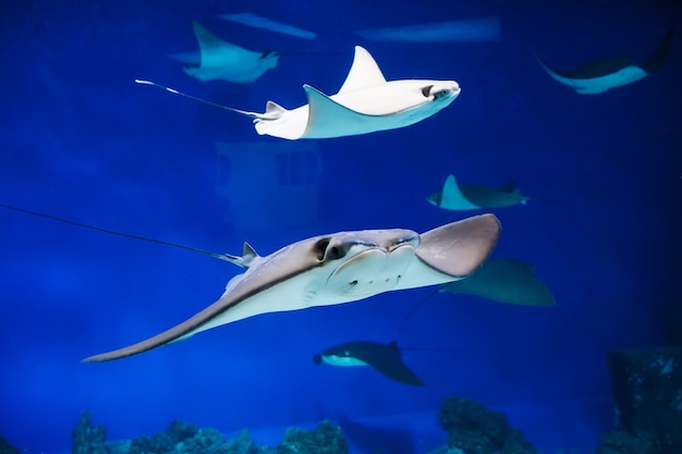 East American stingrays swim in blue water