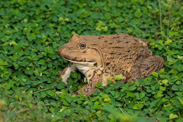 East Asian bullfrog