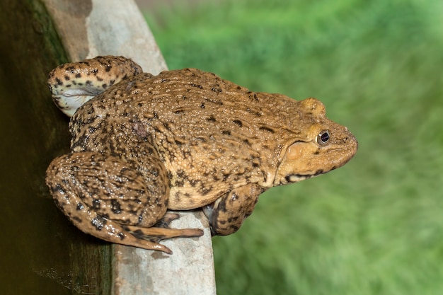 East Asian bullfrog