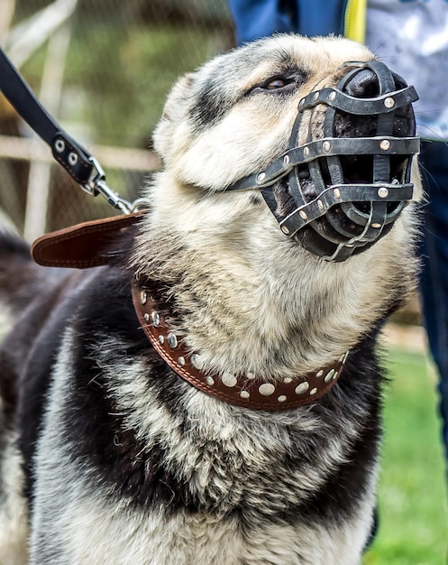 East European Shepherd