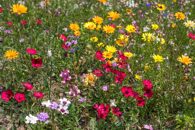 East Grinstead in Bloom