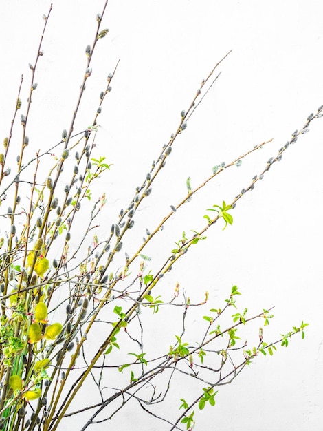 Easter background with willow branch and colorful twigs