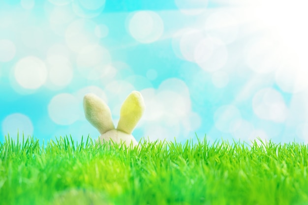 Easter bunny ears on green grass.