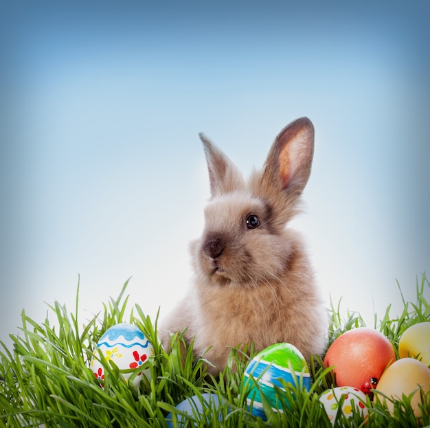 Easter bunny and Easter eggs on green grass