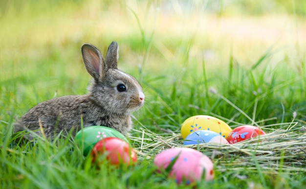 Easter bunny and Easter eggs little rabbit on green 