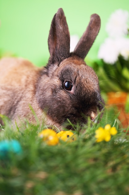 Easter bunny on green grass