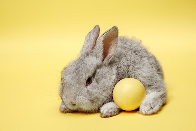 Easter bunny rabbit with painted egg on yellow background. Easter holiday concept.