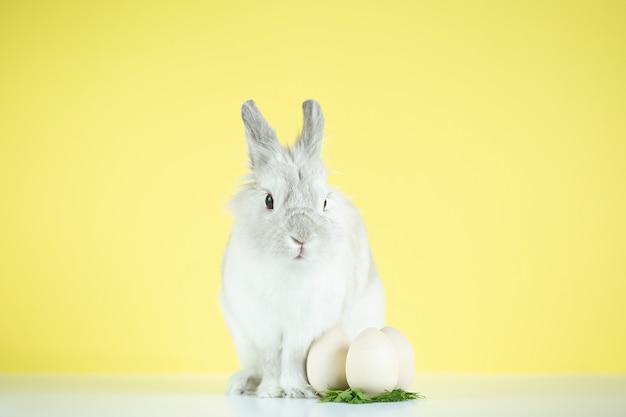 Easter bunny with egg on yellow background. The concept of the Easter holiday