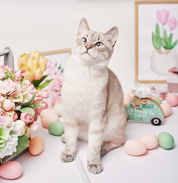 Easter cat with eggs and flowers. Gray kitten sitting on table. Spring greeting card Happy Easter. Easter decor. Watercolor spring paintings. Designer and artist's workplace. Creative space.