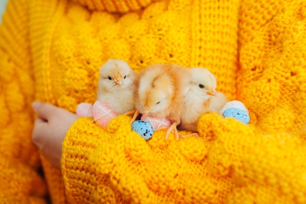 Easter chicken. Woman holding three orange chicks in hand surrounded with colorful Easter eggs.