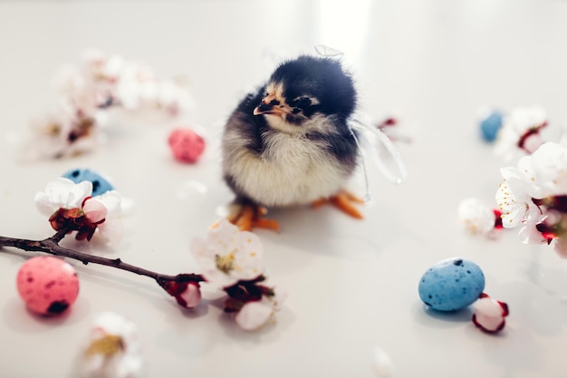 Easter chickens. Little black chick walking among apricot blooming flowers and Easter eggs on white background.