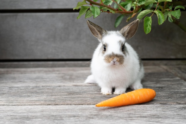 Easter concept one small white rabbit and carrots on a wooden terrace outside