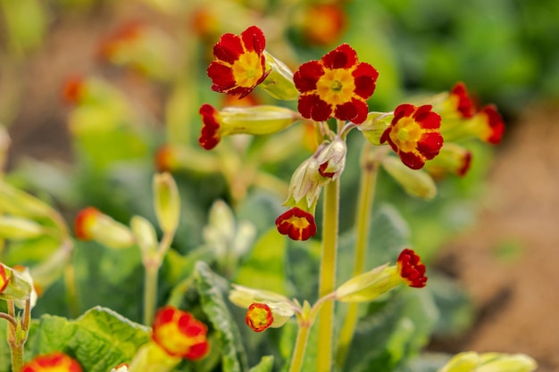 Easter concept Primrose Primula with orange red flowers in flowerbed in spring time Inspirational natural floral spring or summer blooming garden or park Hello spring