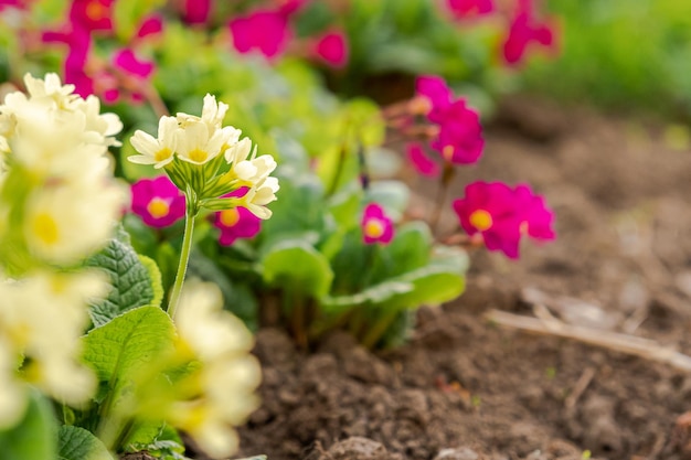 Easter concept primrose primula with yellow and pink flowers in flowerbed in spring time inspiration