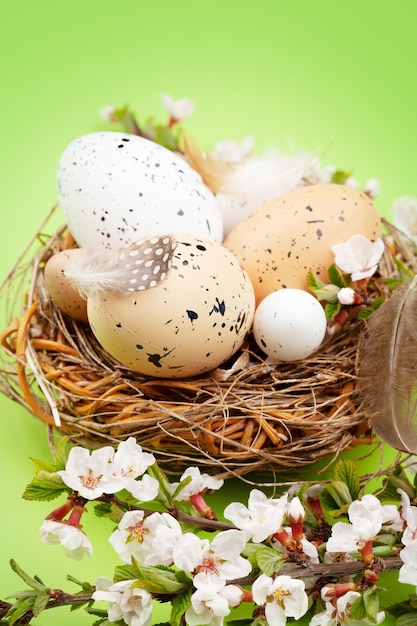 Easter eggs and cherry blossom