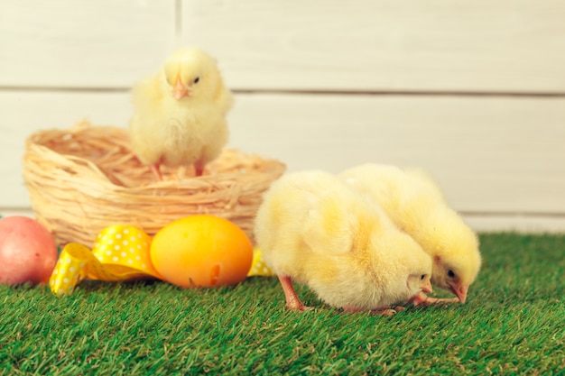 Easter eggs and chickens on green grass