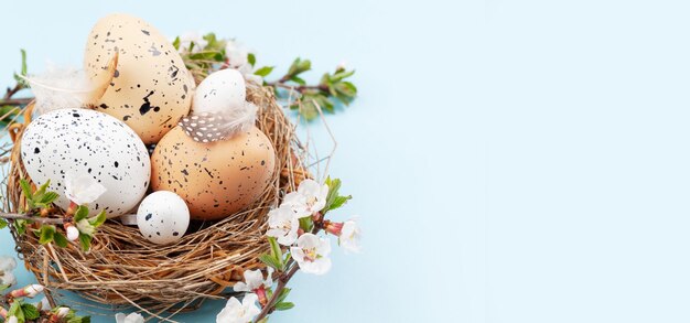 Easter eggs in nest and cherry blossom Chicken and quail eggs Spring greeting card with copy space