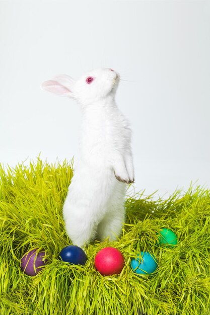 Easter eggs and rabbit on nest in studio for celebration festive and creative paint on candy Culture tradition and bunny with chocolate grass and hunt on Good Friday event or Christian holiday