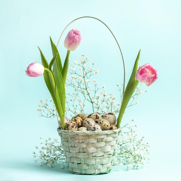 Easter festive basket with quail eggs pink tulips and white gypsophila on pastel blue background