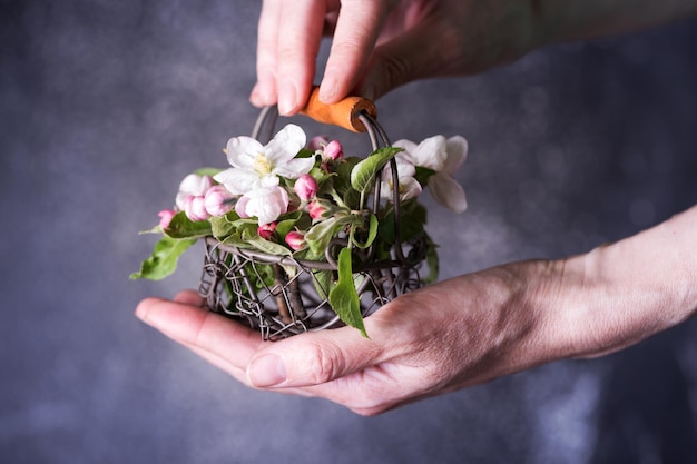 Easter. Hands holding a basket with flowering apple tree branches