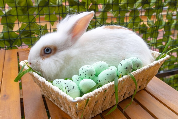 Easter Little Bunny In Basket With Decorated Eggs