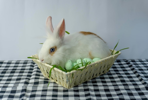 Easter Little Bunny In Basket With Decorated Eggs