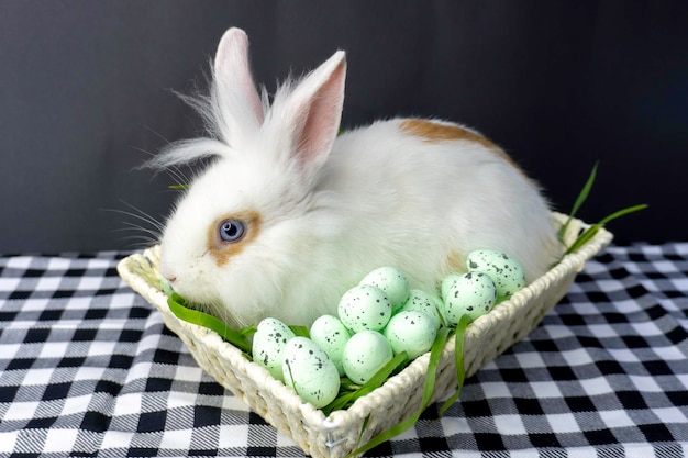 Easter Little Bunny In Basket With Decorated Eggs