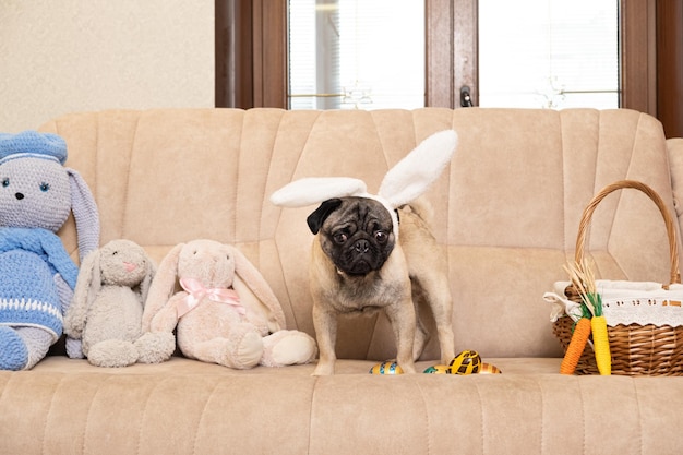 An Easter pug puppy with rabbit ears on his head on the couch