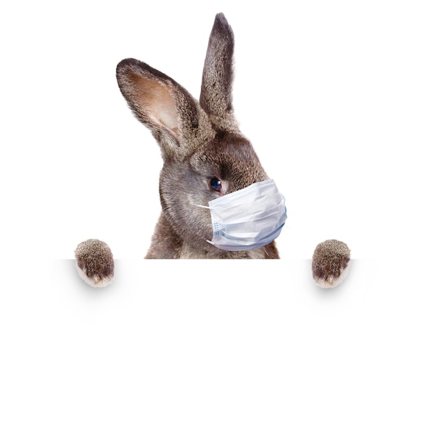 Easter rabbit with medical mask at epidemic time