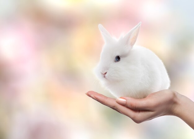 Easter rabbit on womans hand