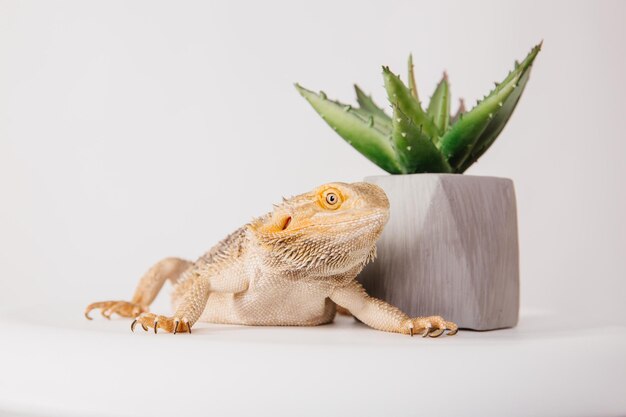 The eastern bearded dragon bearded dragon or simply bearded lizard isolated on white background