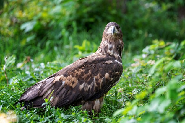 Eastern imperial eagle in summer day