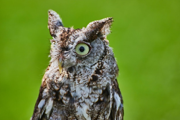 Eastern Screech Owl detail of head looking sideways