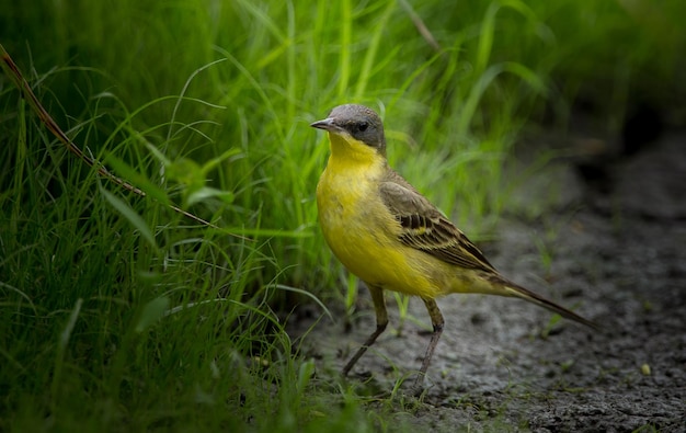 Eastern Yellow Wagtail Motacilla flava on green grass