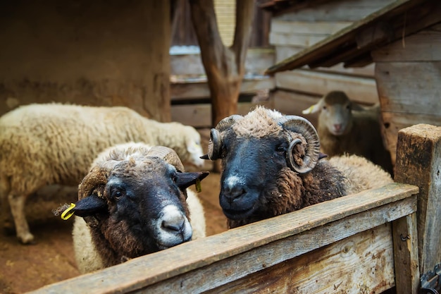 Eat sheep at an aviary on a farm selective focus